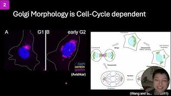 Visualizing and measuring cargo transport to Golgi, a rotation project in Vanderbilt's IGP